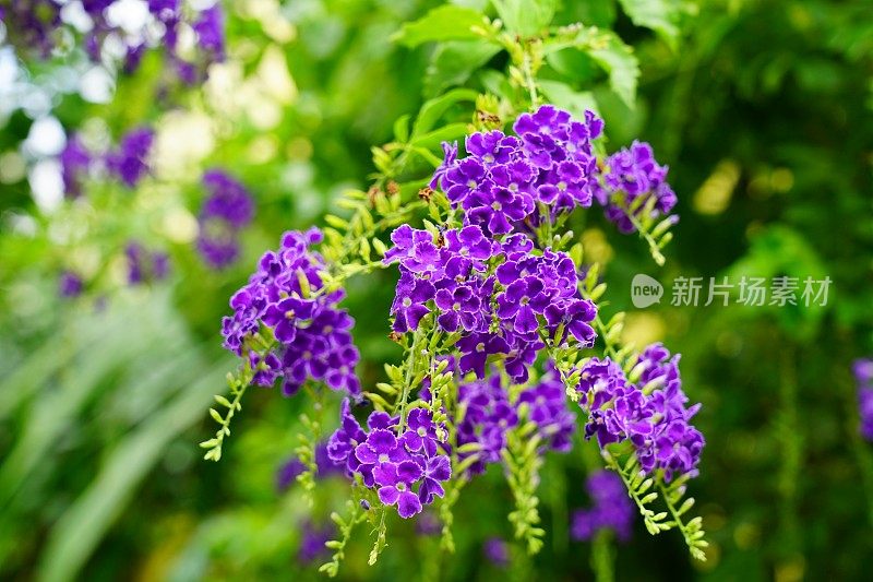 Duranta reens或鸽子莓许多小紫色的花